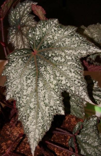 B. ‘Westchester’